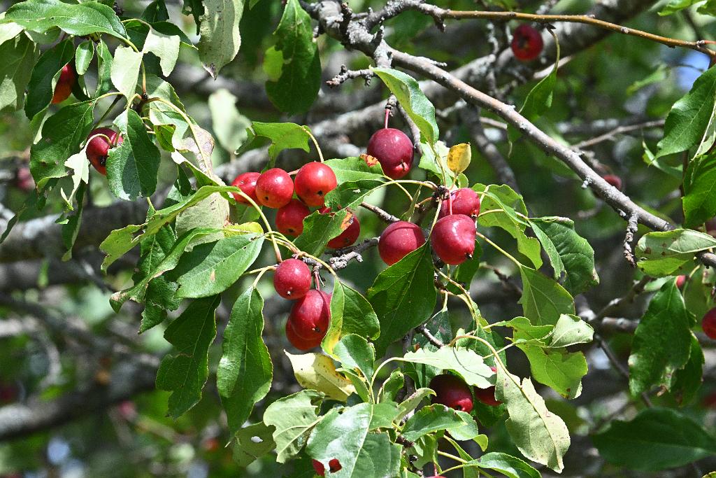 2025-08270223 Tower Hill Botanic Garden, MA.JPG - Crabapple (Malus baccata 'Dolgo'). New England Botanic Garden at Tower Hill, MA, 8-27-2025